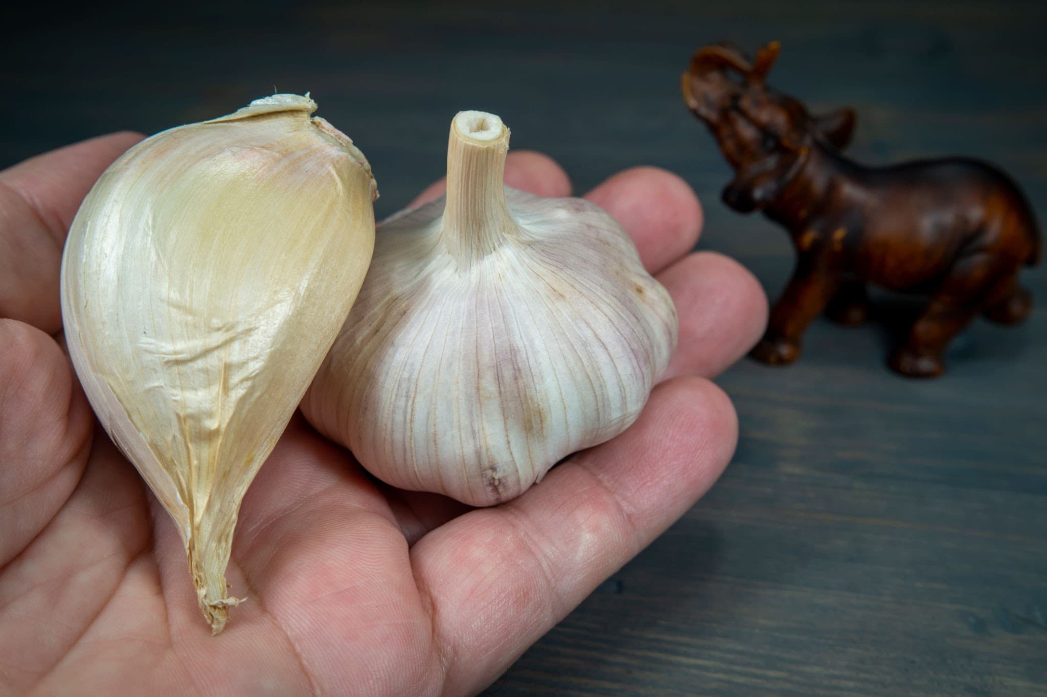 Elephant Garlic
