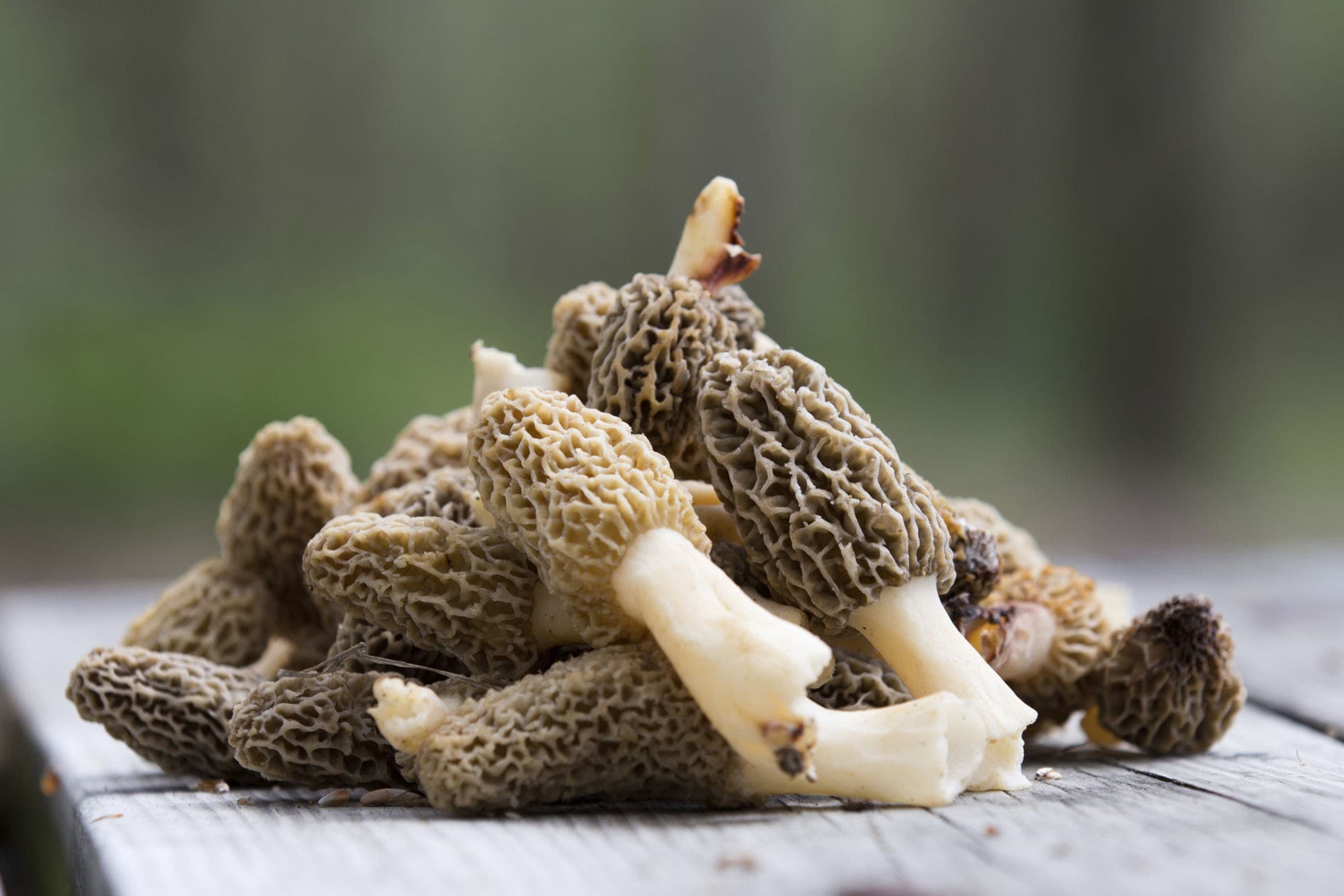 Morel Mushroom