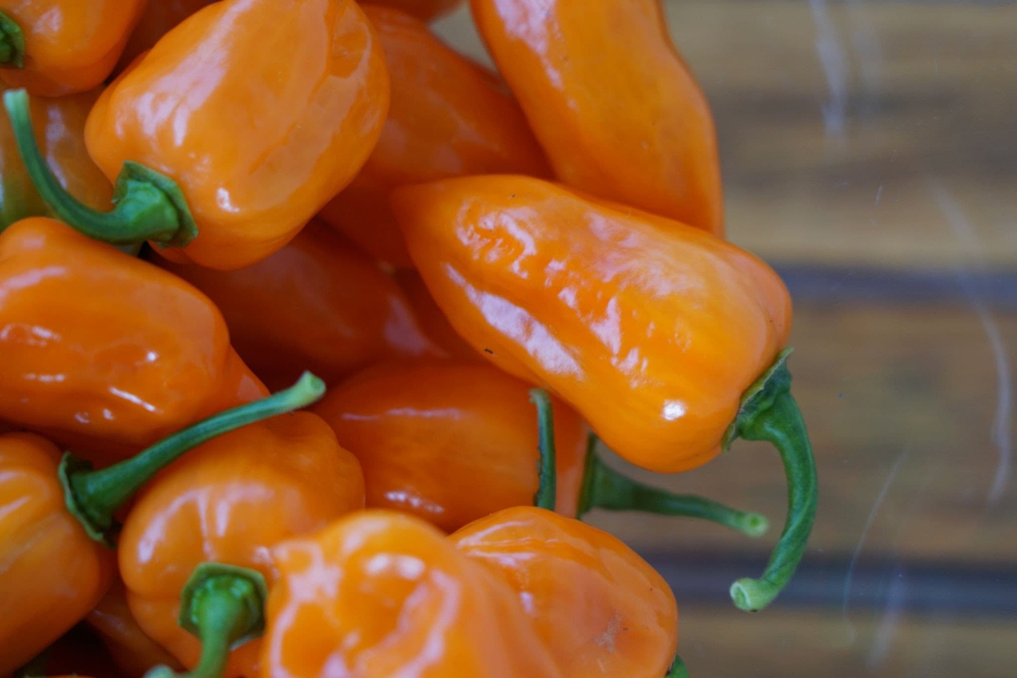 Habanero Pepper