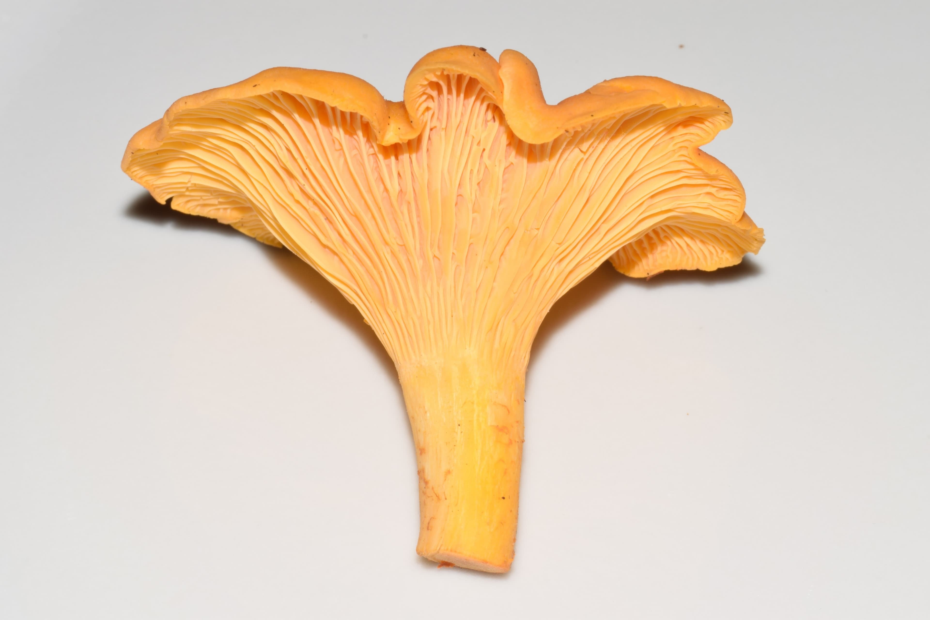 Chanterelle Mushroom