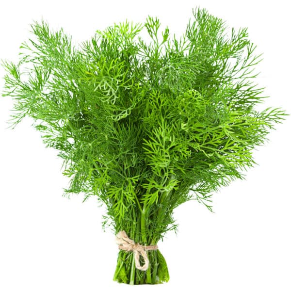 Dill (1 Bunch)